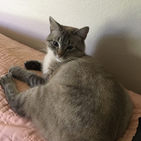 Meet your Posher, Robin. Thank you for stopping by and checking out my closet. - Picture 6 of 16